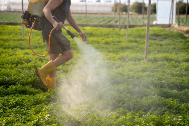 Best Pest Removal Services  in Bellport, NY