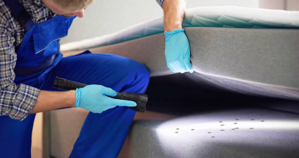 Best Termite Control Services  in Bellport, NY